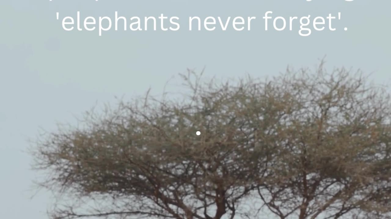 FACTS ABOUT ELEPHANTS.....4\12