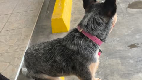 Blue Heeler Sits On Parking Block Like A Person