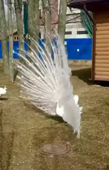 Beauty from the Leningrad zoo