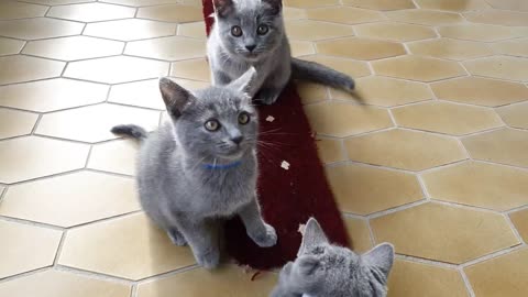 Kartäuser/BKH Kitten *männlich* Classic 10-Wochen alt
