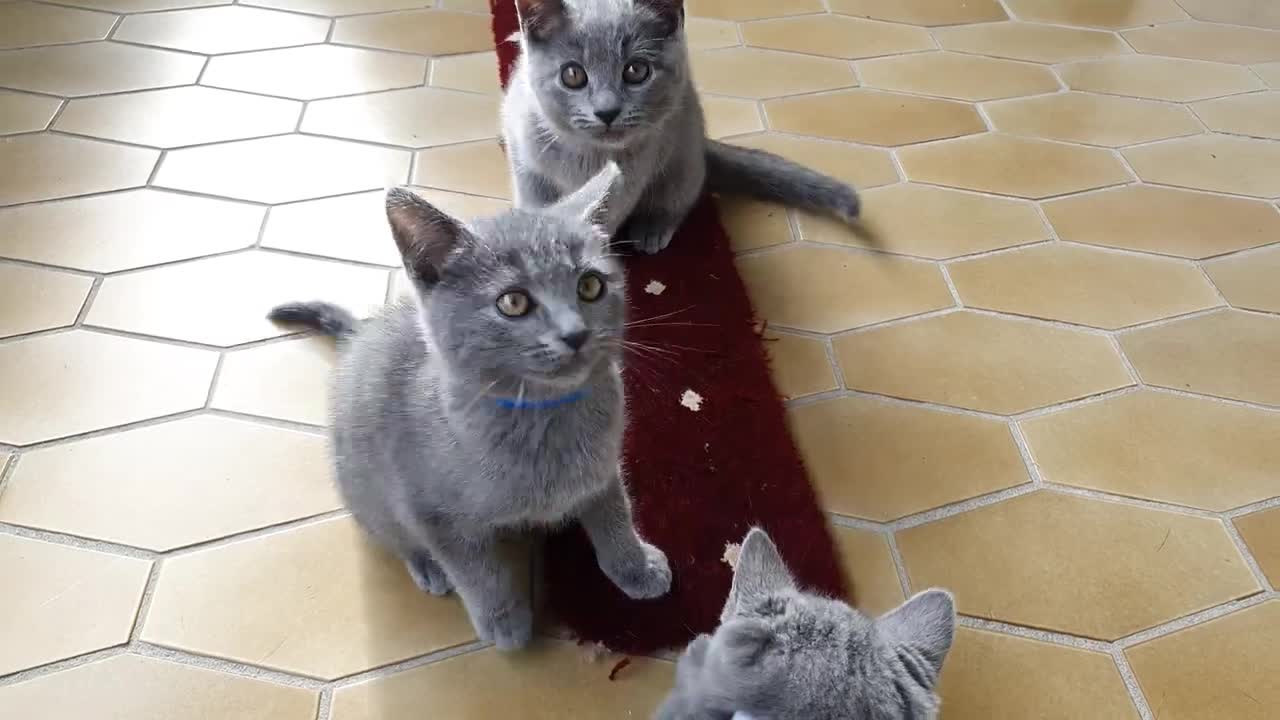 Kartäuser/BKH Kitten *männlich* Classic 10-Wochen alt