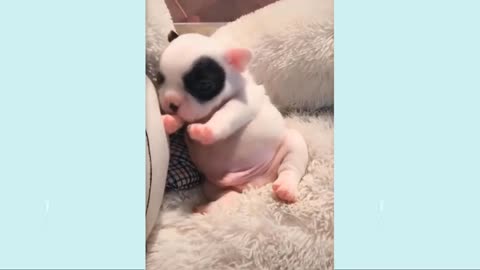 🤣Funny Dog Videos 2021🤣 🐶 It's time to LAUGH