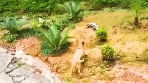 Very interesting video of bird and animal 🥰😲