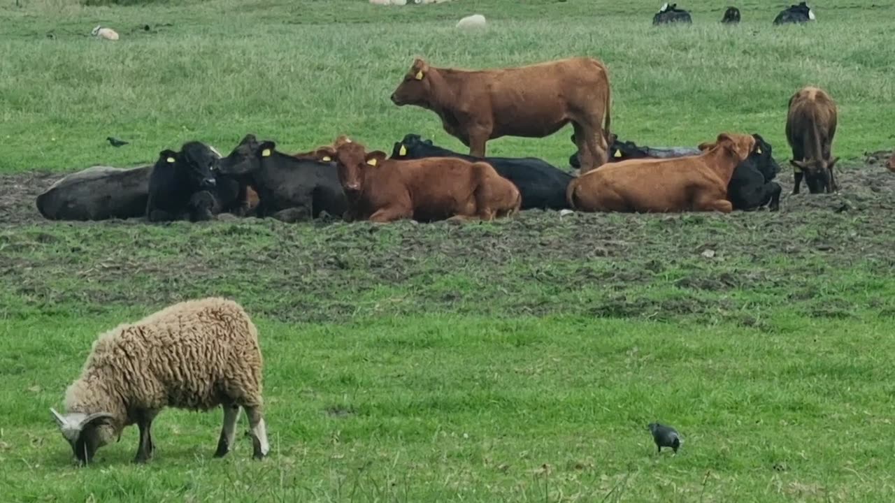 Cattle And Sheep In A Field In Great Britain.