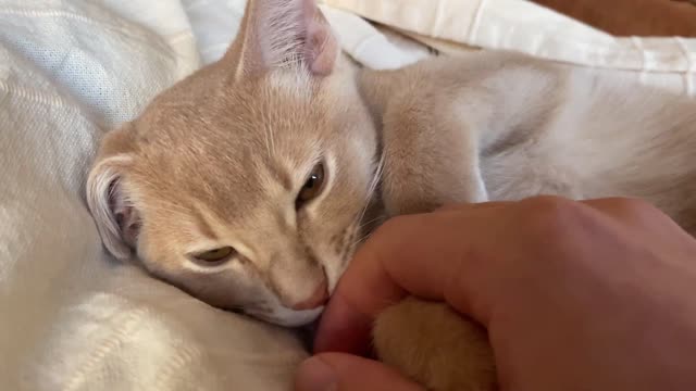 Cat Scares Kitten, Kitten Gets Startled