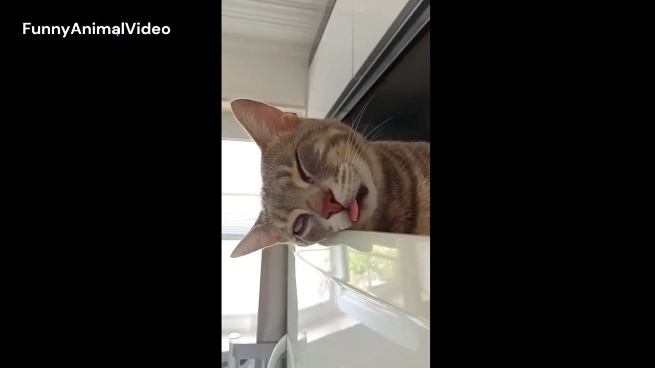 😂 Funniest Cats and Dogs Videos 😺🐶 || 🥰😹