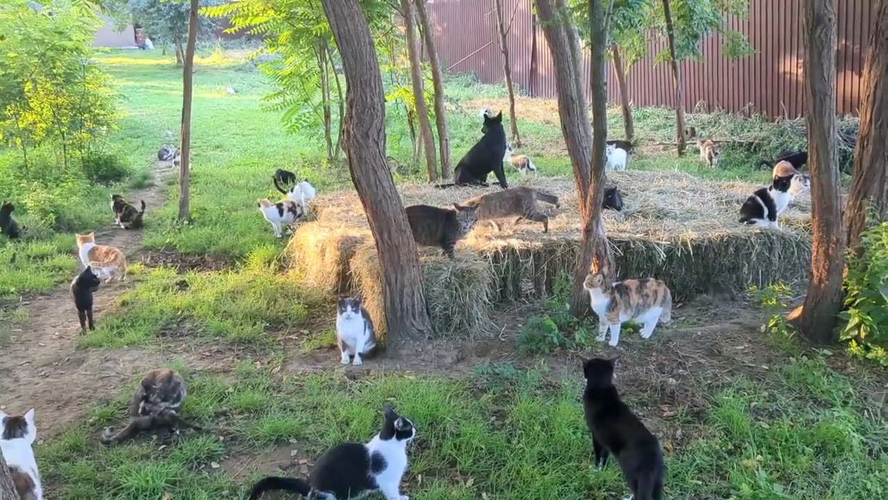 🐕😺 Funny | "One Dog and 300 Cats: Tales from a Romanian Sanctuary" | FunFM