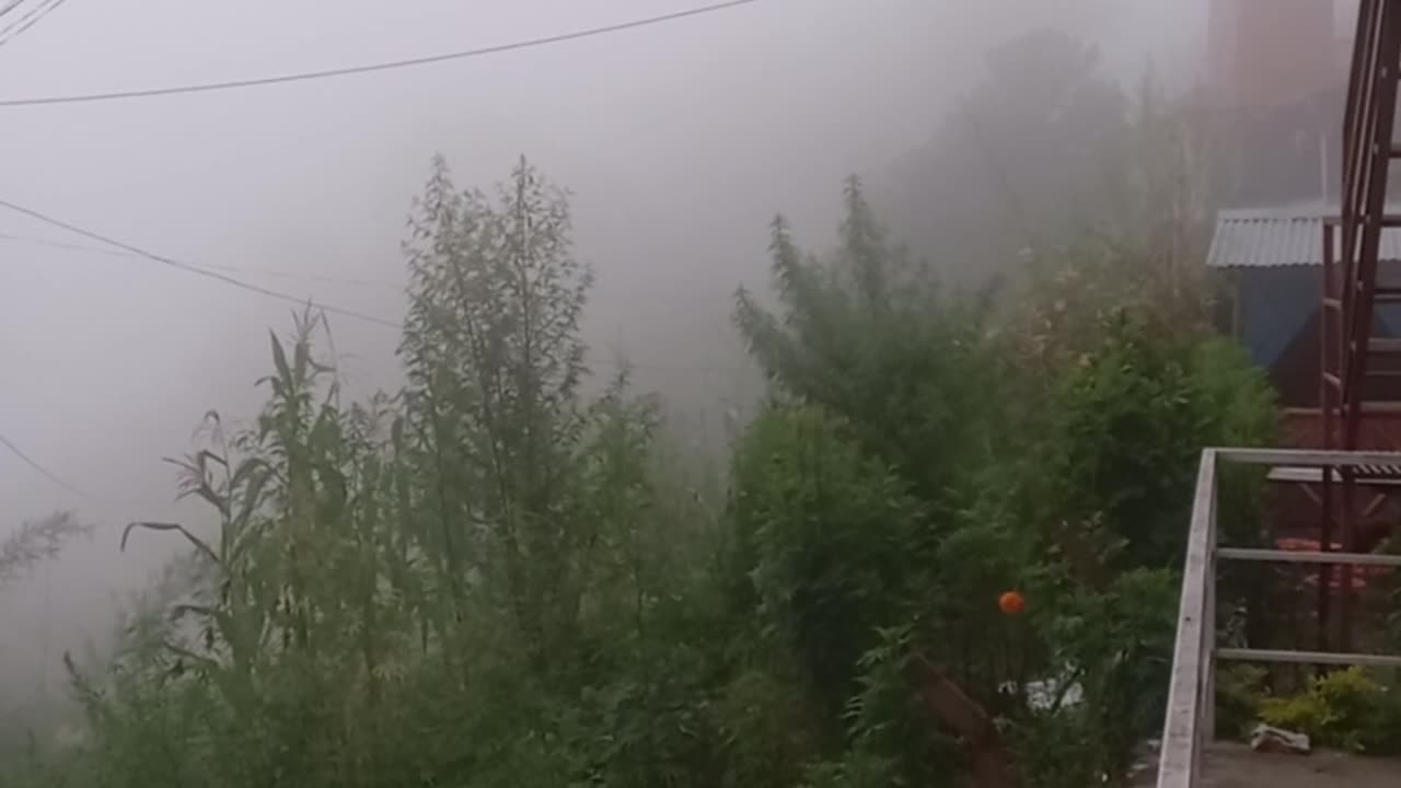 Foggy Day In The Middle Of Summer