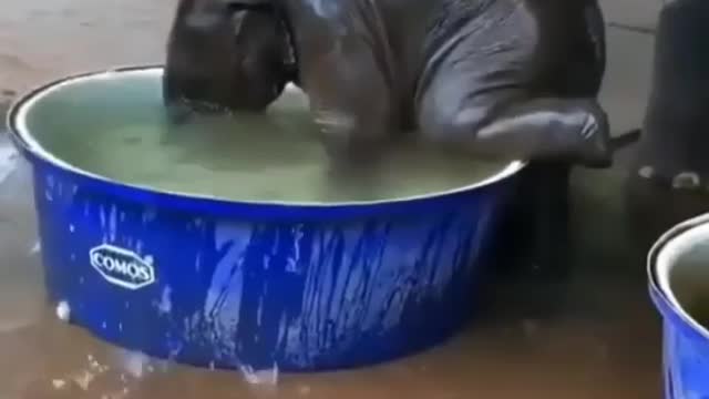 Best Funny moment animals part #1