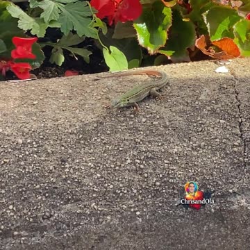 SAY HELLO TO MY LIZARD FRIEND!