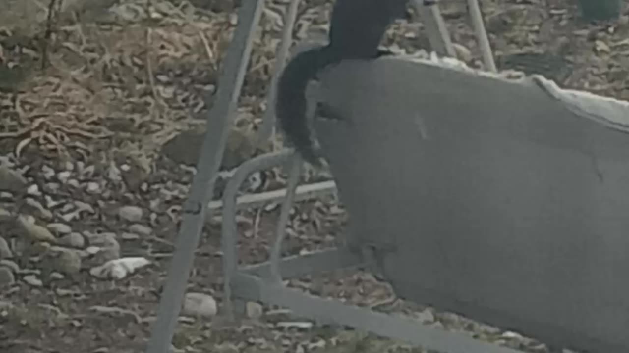 Darn squirrel