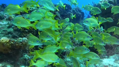 Everything Sharks , green moray eel , sea horse splendid toad fish , turtle ...rock star divers