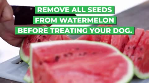 Can Dogs Eat Watermelon? Human Foods That Are Good For Dogs