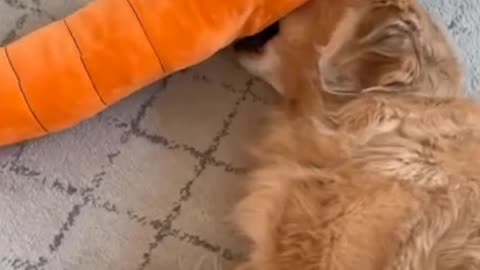 Cute Dog With Funny Brother