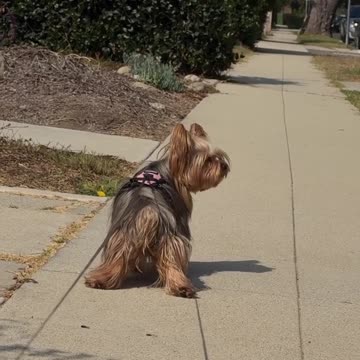 When you feel the siren in your soul