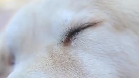 🐕_Smart_Dog_Video_2021_#shorts