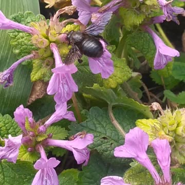Big black and purple bee 👀🐝