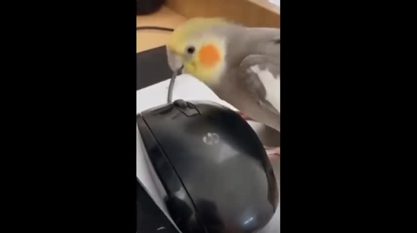 Funny Bird Video