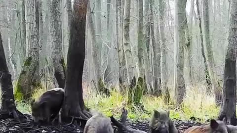 Pigs having a mud bath 😊😊👍
