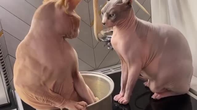 Sphynx Cat Slapped Off Stovetop