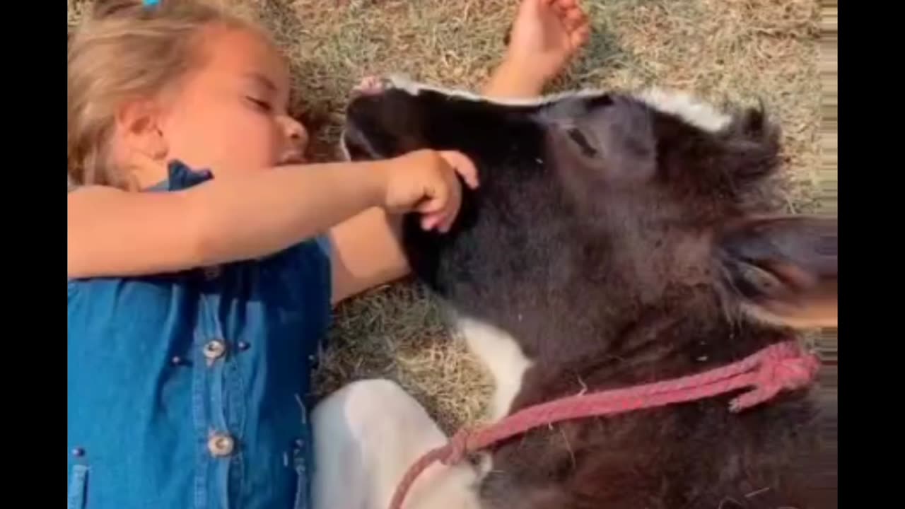 Girl Sings to Spoiled Cow ❤️🐮