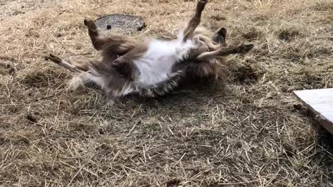 Fainting Goat Falls of Ramp