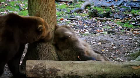 Cute red panda