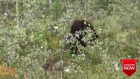 Brown bear at zoo