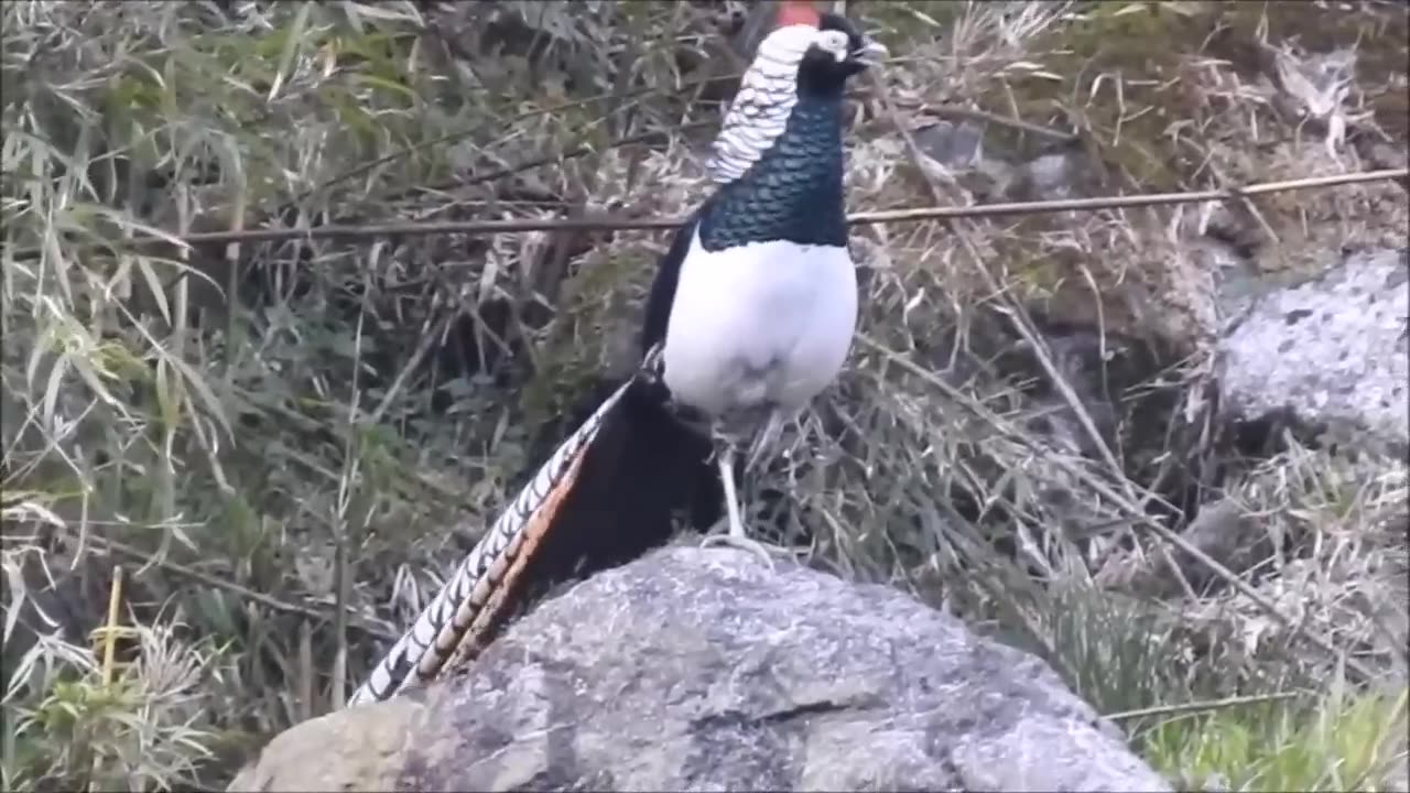 Beautiful golden pheasant