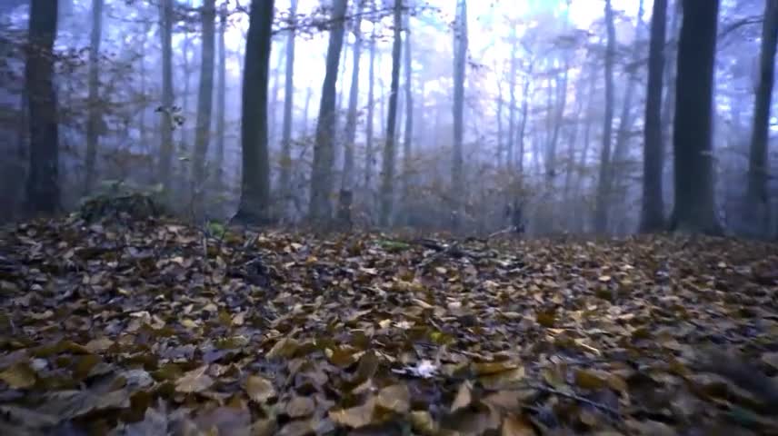 Would you dare to explore this environment alone