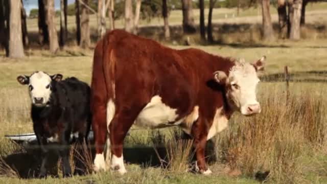 Cow and cow baby look so innocent