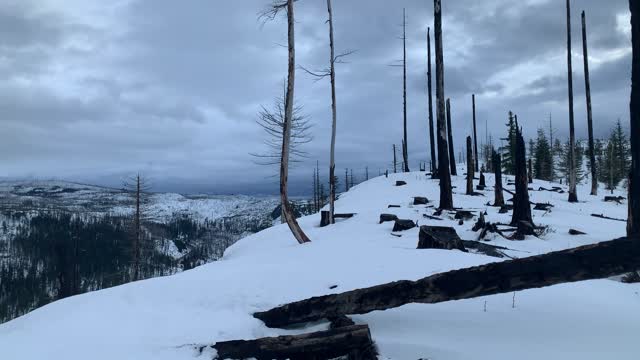 Charred Logs – Potato Hill Sno-Park – Central Oregon – 4K