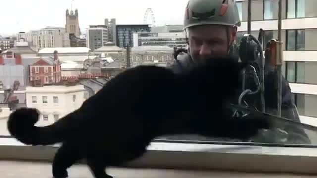 Funny Black Cat 🐈 😀
