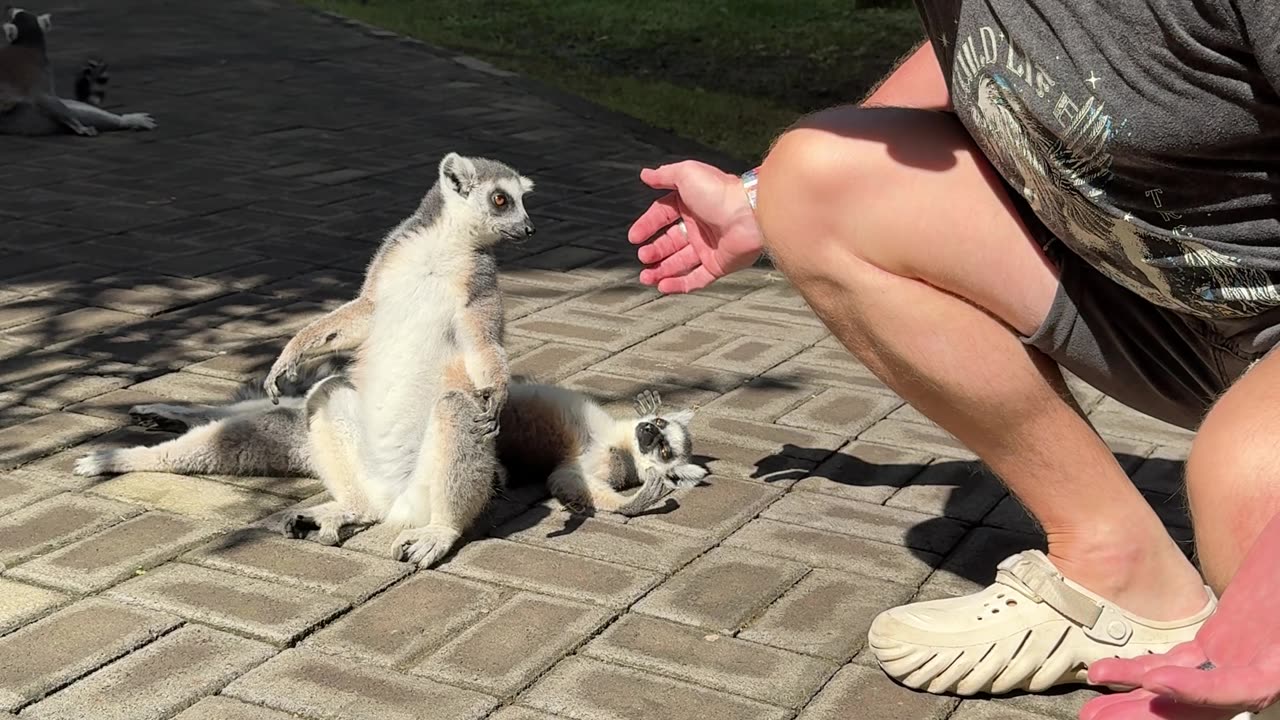 Man Hangs Out With Zoo Lemur