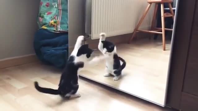 Funny cat mirror playing video || Funny viral cat