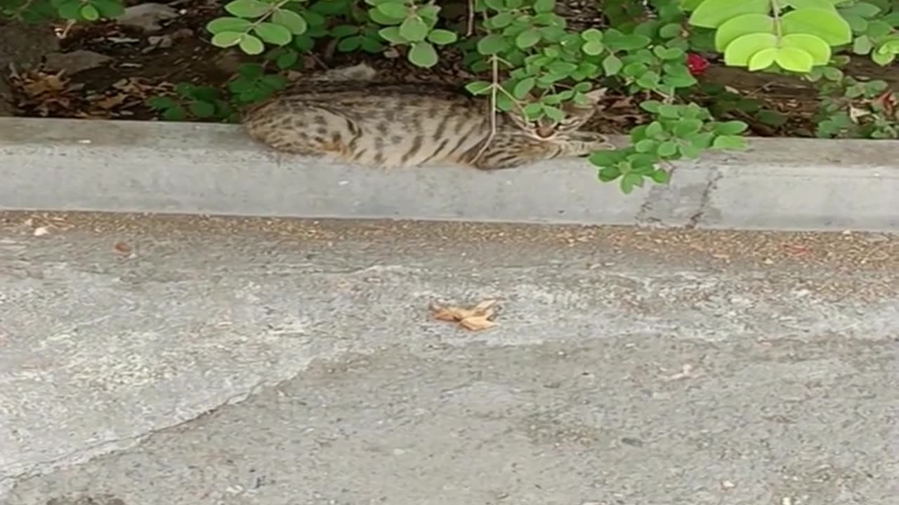 A cute and beautiful cat is resting