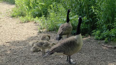 coverr a family of ducks walks in the park