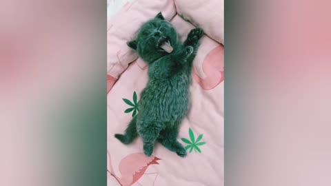 Cute and Funny Cat Short Training Videos Dog