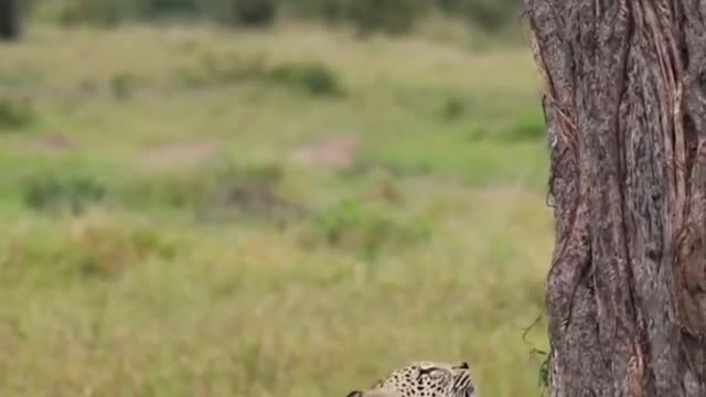 Leopards easily climb trees to catch birds