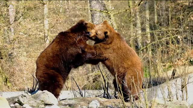 Bears fight with each other