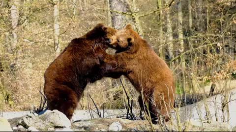 Bears fight with each other