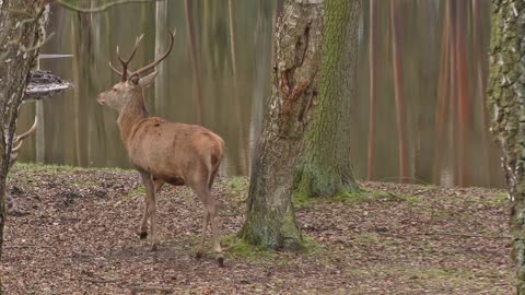 Red Deer Hirsch Antler Forest