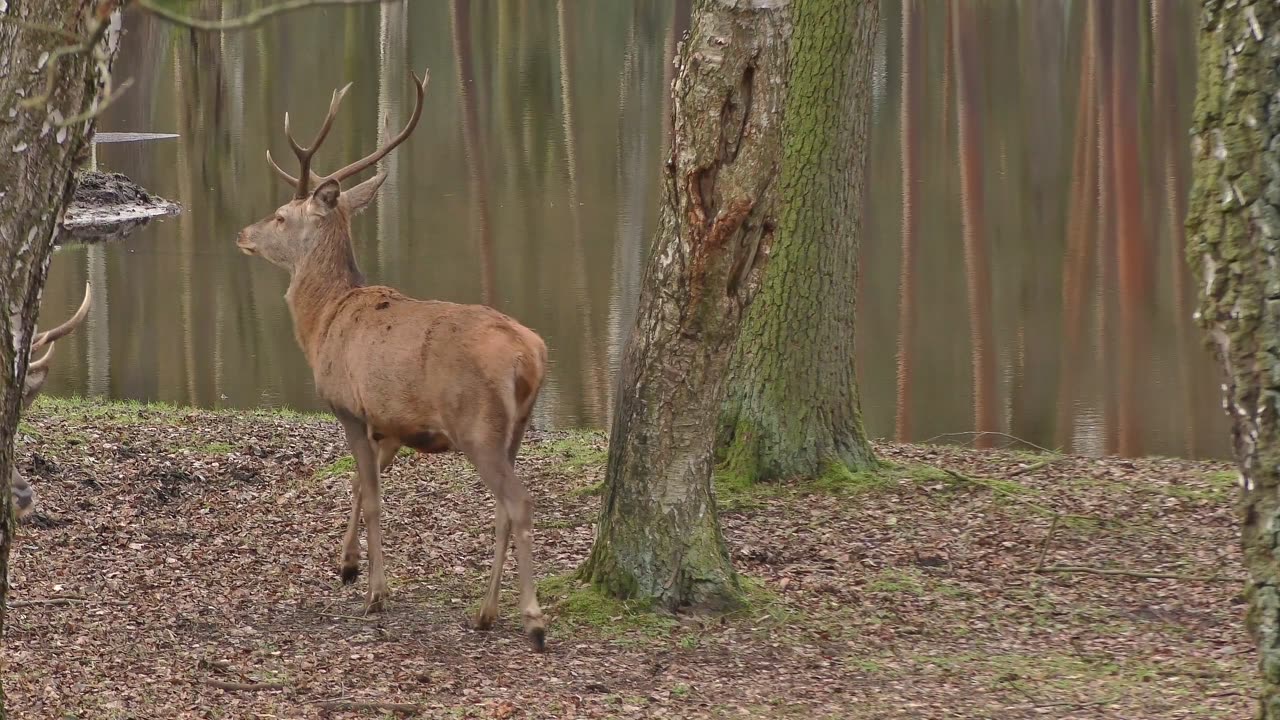 Red Deer Hirsch Antler Forest