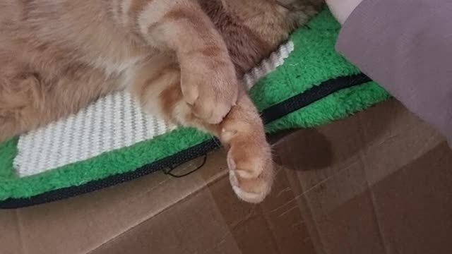 Super Relaxed Kitty Rolls Over... And Falls Off His Box