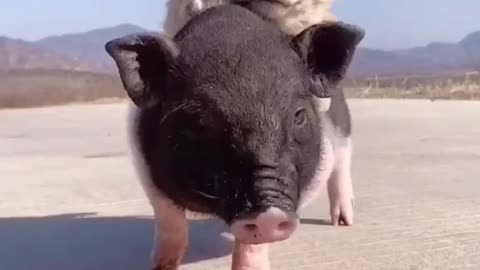 Funny Cute Puppy Dog Rides a Pig!