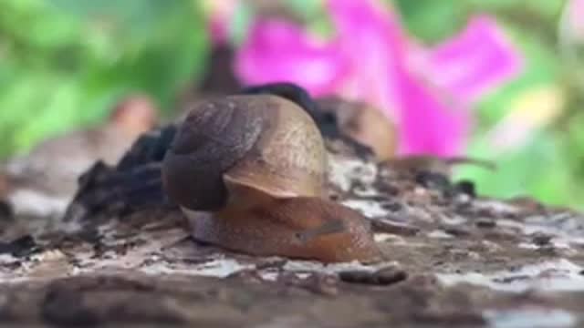little snail