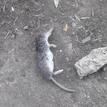 Killed mouse