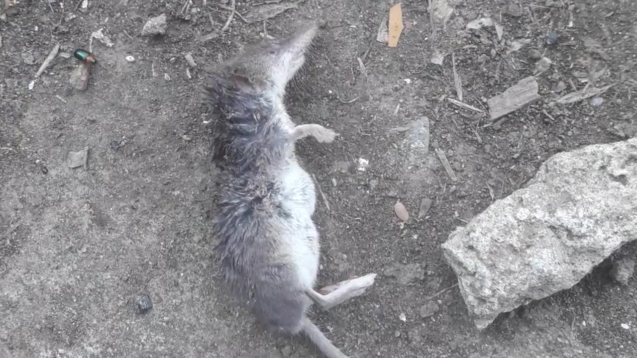 Killed mouse