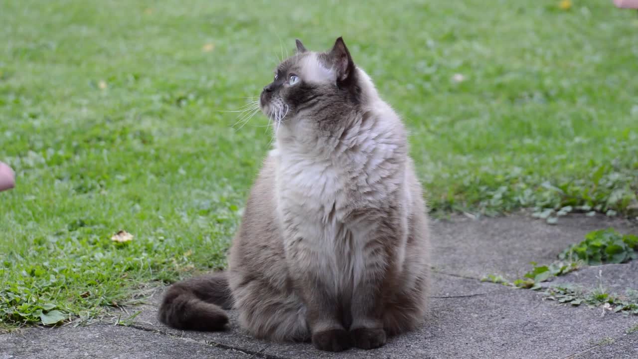 Cat British Shorthair Chocolatepoint Enjoy Rest