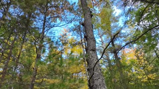 Free Solo Climbing | Maple Tree Timelapse